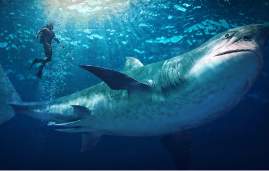 巨齿鲨的四个天敌，梅尔维尔鲸/龙王鲸/沧龙/旋齿鲨
