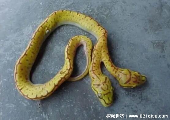 双头蛇真的存在吗，真实存在且拥有多达60余种(基因突变造成的)
