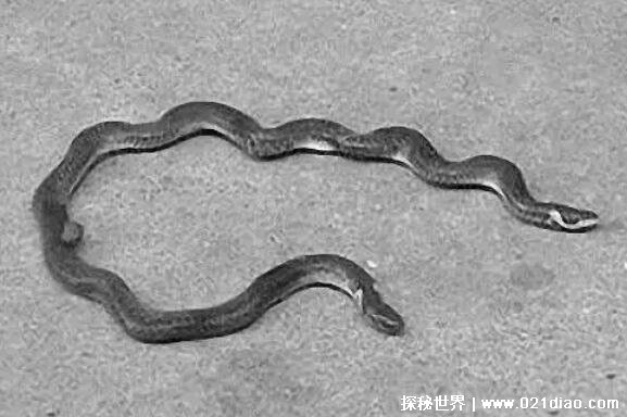 双头蛇真的存在吗，真实存在且拥有多达60余种(基因突变造成的)