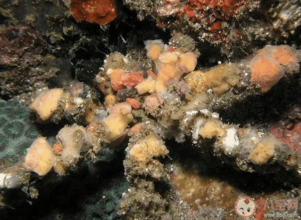 蚂蚁森林装饰蟹会把有毒的海胆背在身上是为了什么 神奇海洋1月30日答案