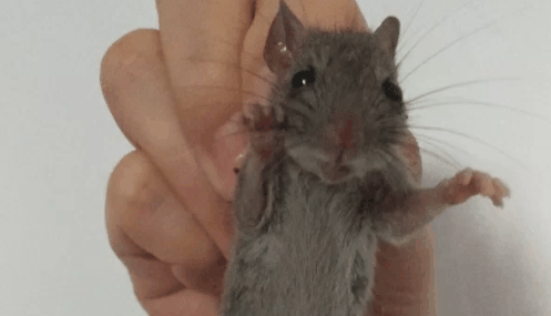 老鼠喜欢消毒水的气味吗2