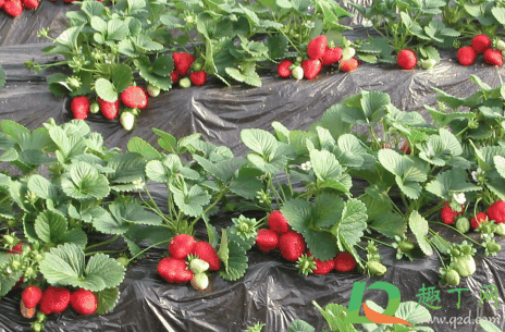 草莓种子当年能结草莓吗1