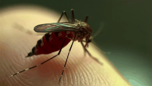  新型合成皮肤面世：有望解开蚊子传播致命疾病之谜