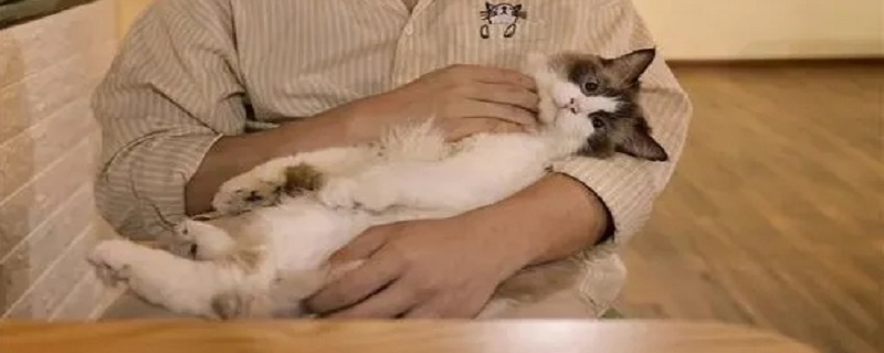 怎样抱猫咪最舒服