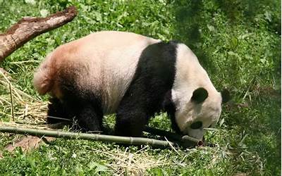 大熊猫尾巴是什么颜色的（大熊猫尾巴是什么颜色的?）