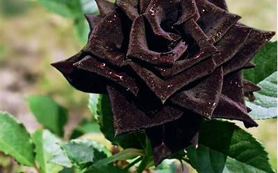 黑玫瑰的花语 黑玫瑰花语