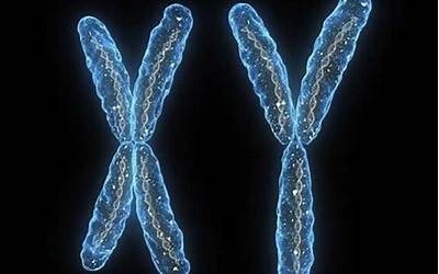 男性基因正在消失？两篇Nture揭示人类Y染色体的遗传奥秘