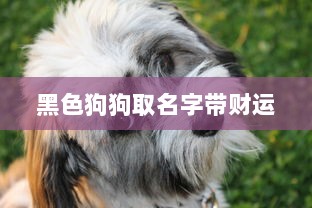 黑色狗狗取名字带财运  第1张