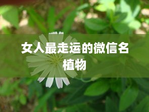 女人最走运的微信名植物 第1张 女人最走运的微信名植物 第1张