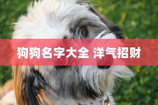狗狗名字大全 洋气招财  第1张