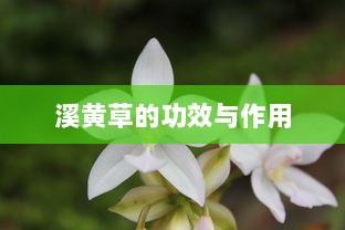 溪黄草的功效与作用