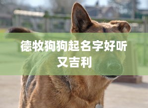 德牧狗狗起名字好听又吉利 第1张 德牧狗狗起名字好听又吉利 第1张