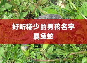 好听稀少的男孩名字属兔蛇