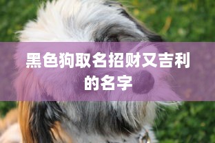 黑色狗取名招财又吉利的名字  第1张 黑色狗取名招财又吉利的名字  第1张
