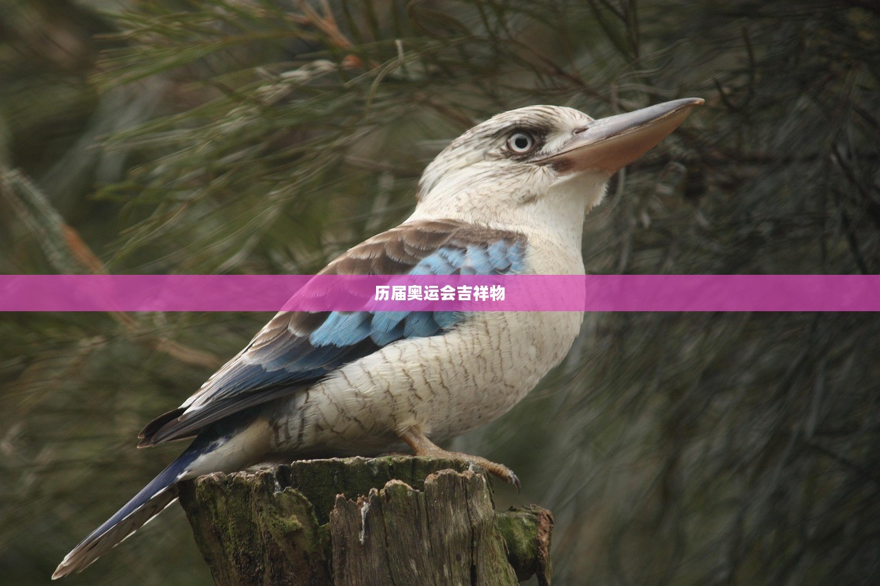 历届奥运会吉祥物