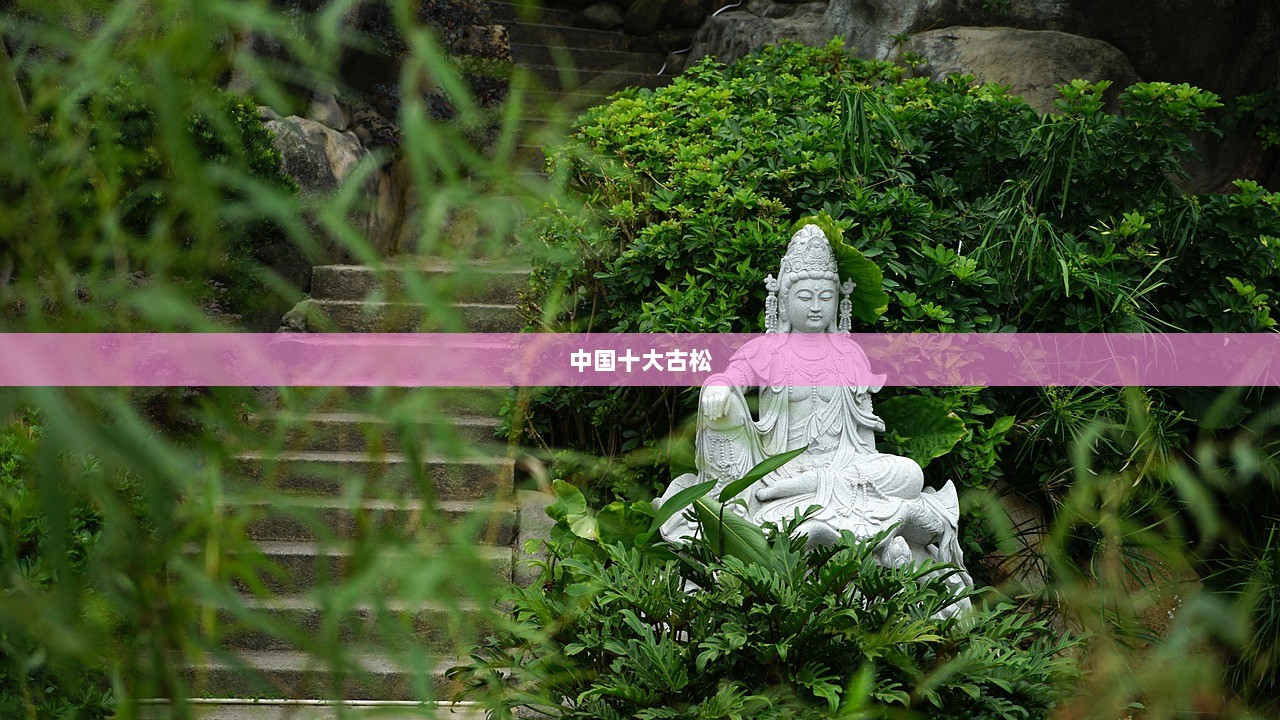 中国十大古松  第1张