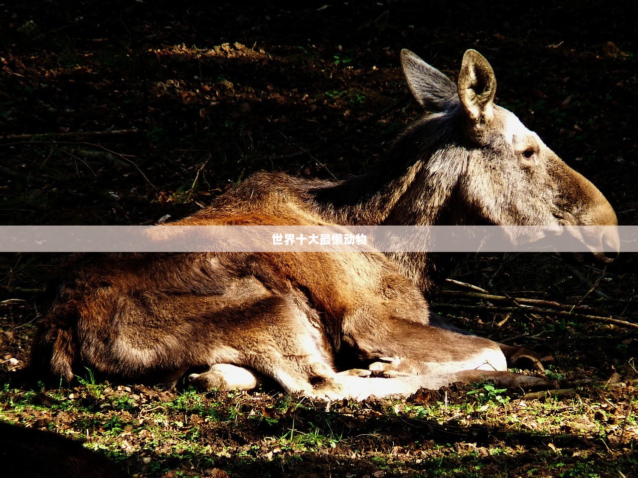 世界十大最懒动物