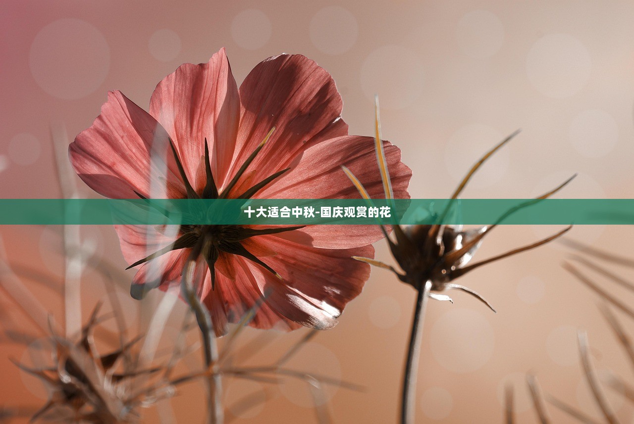 十大适合中秋-国庆观赏的花