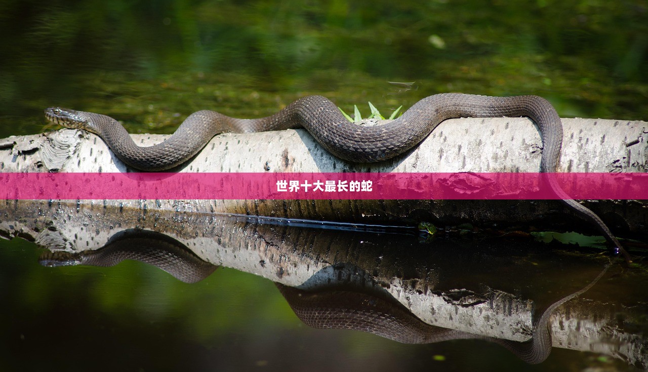 世界十大最长的蛇