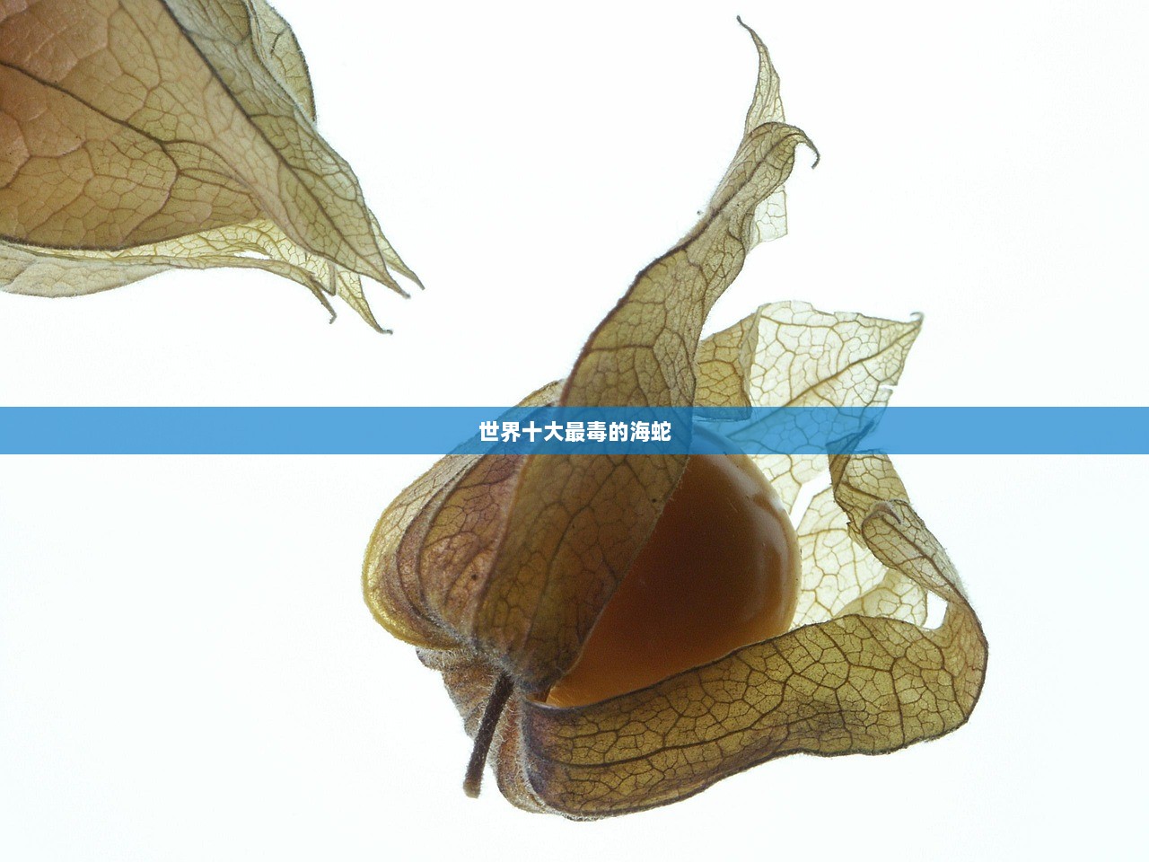 世界十大最毒的海蛇