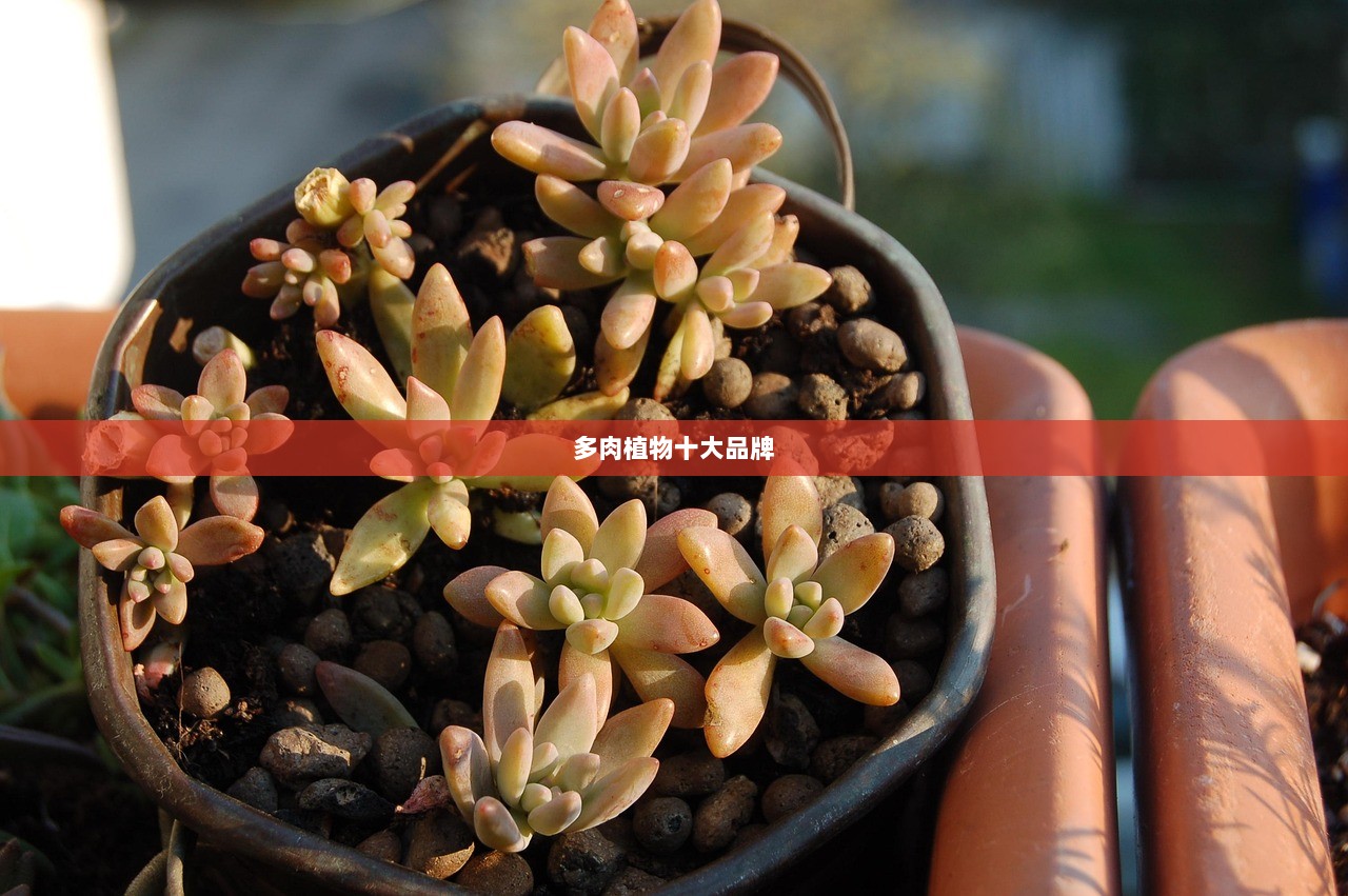 多肉植物十大品牌