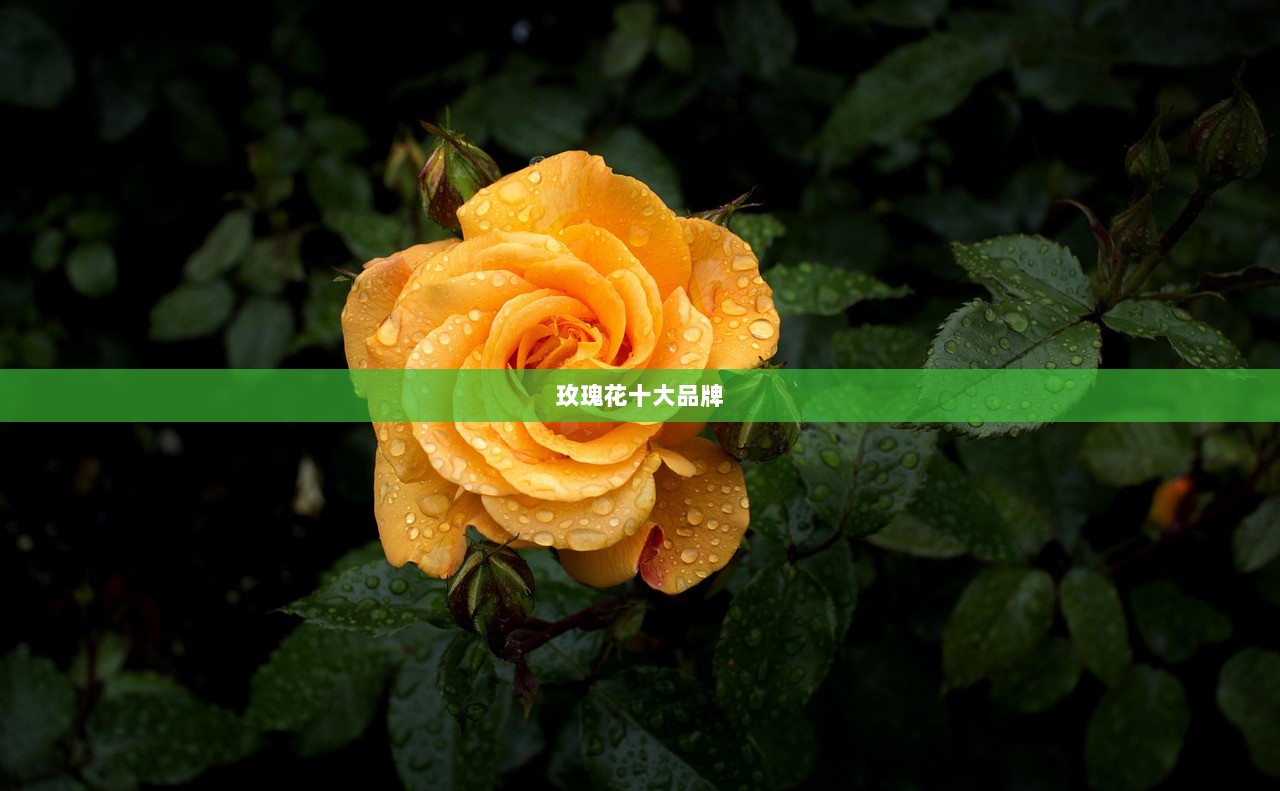 玫瑰花十大品牌  第1张