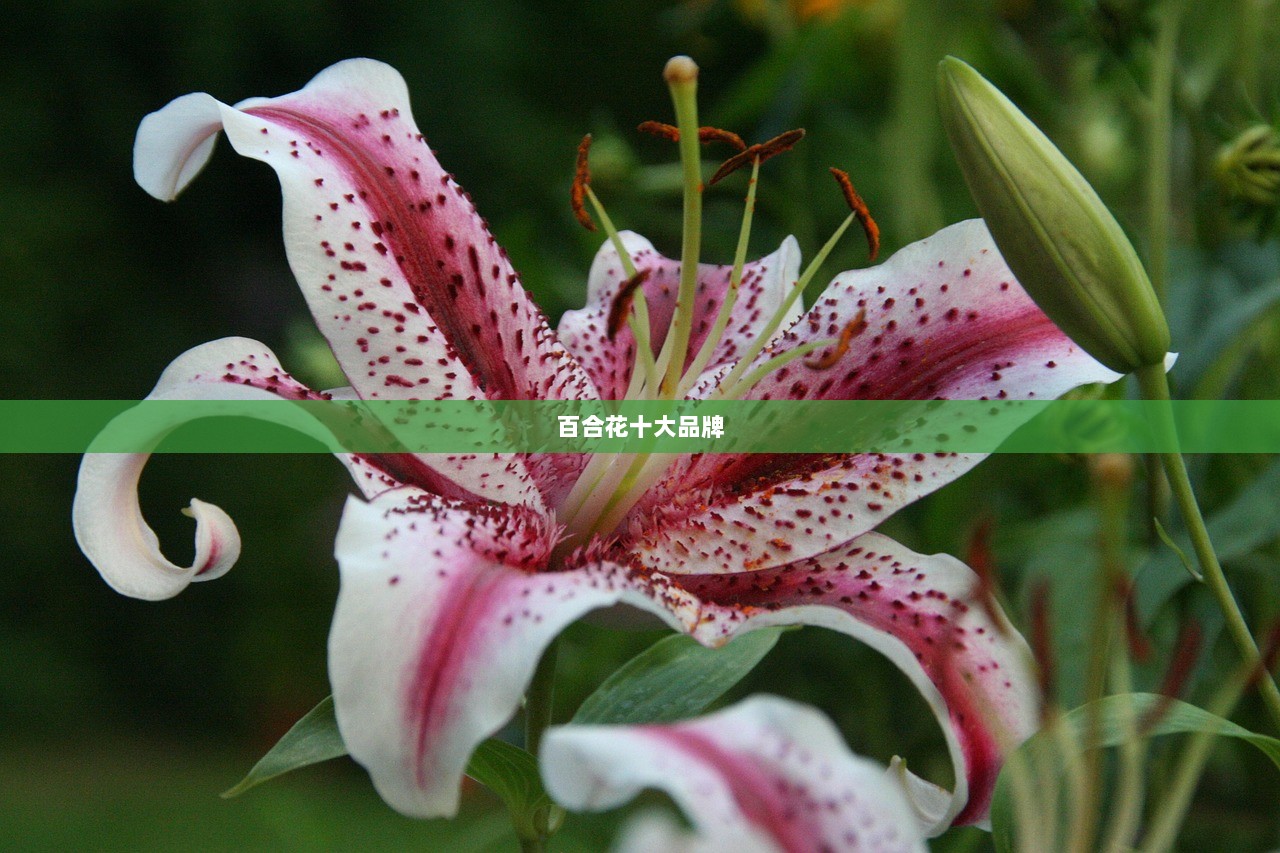 百合花十大品牌