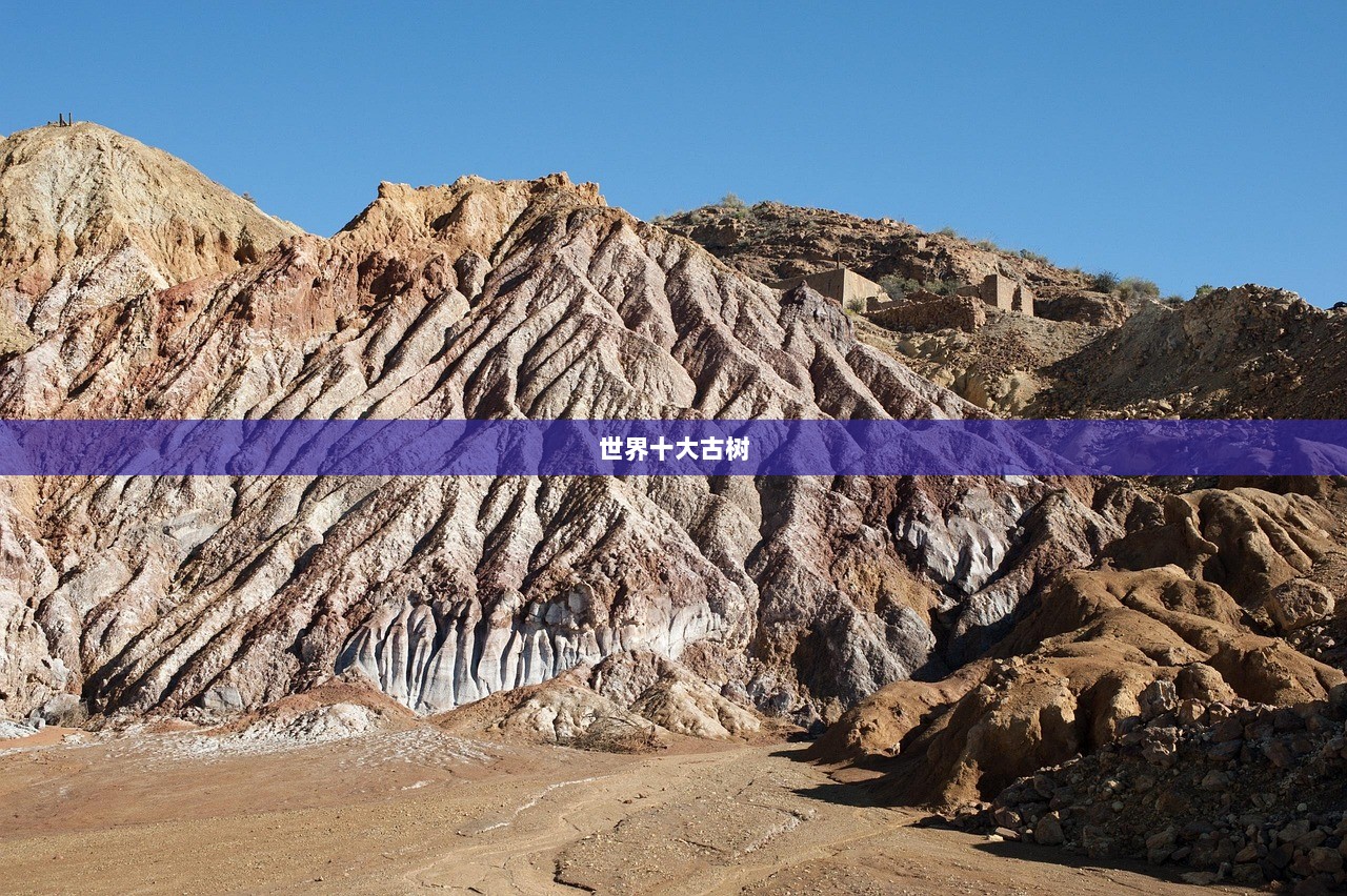 世界十大古树 第1张 世界十大古树 第1张