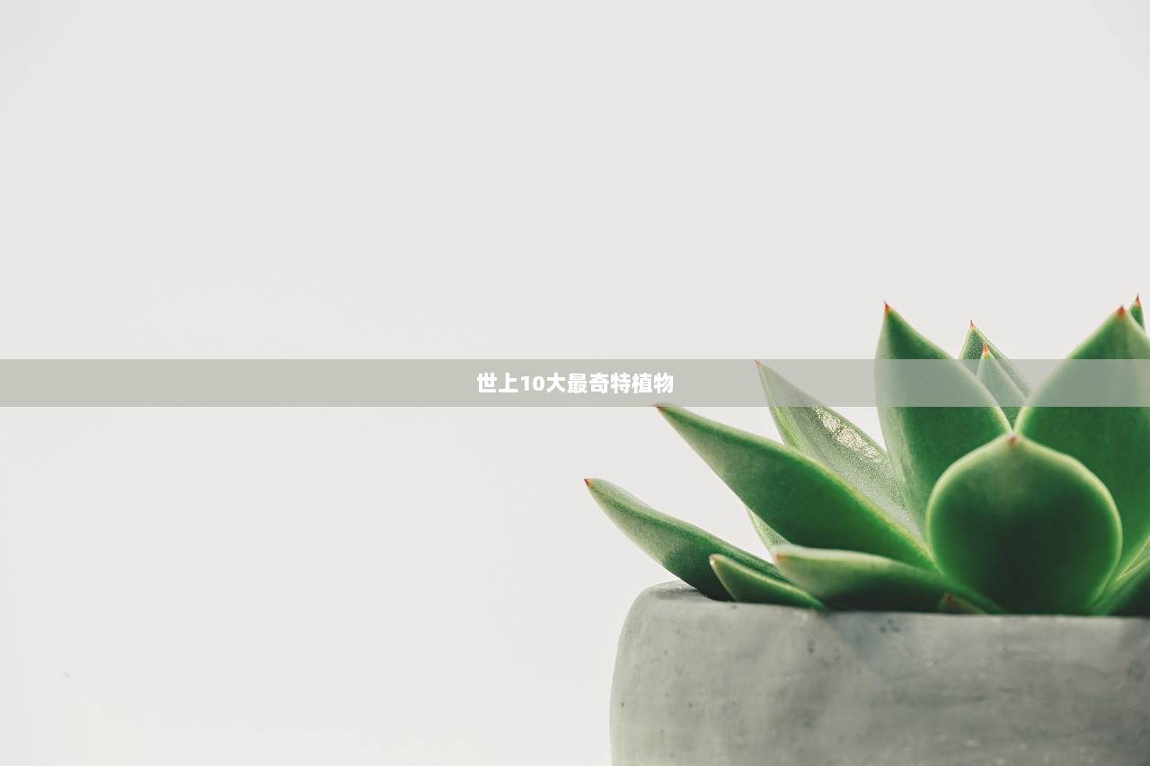 世上10大最奇特植物
