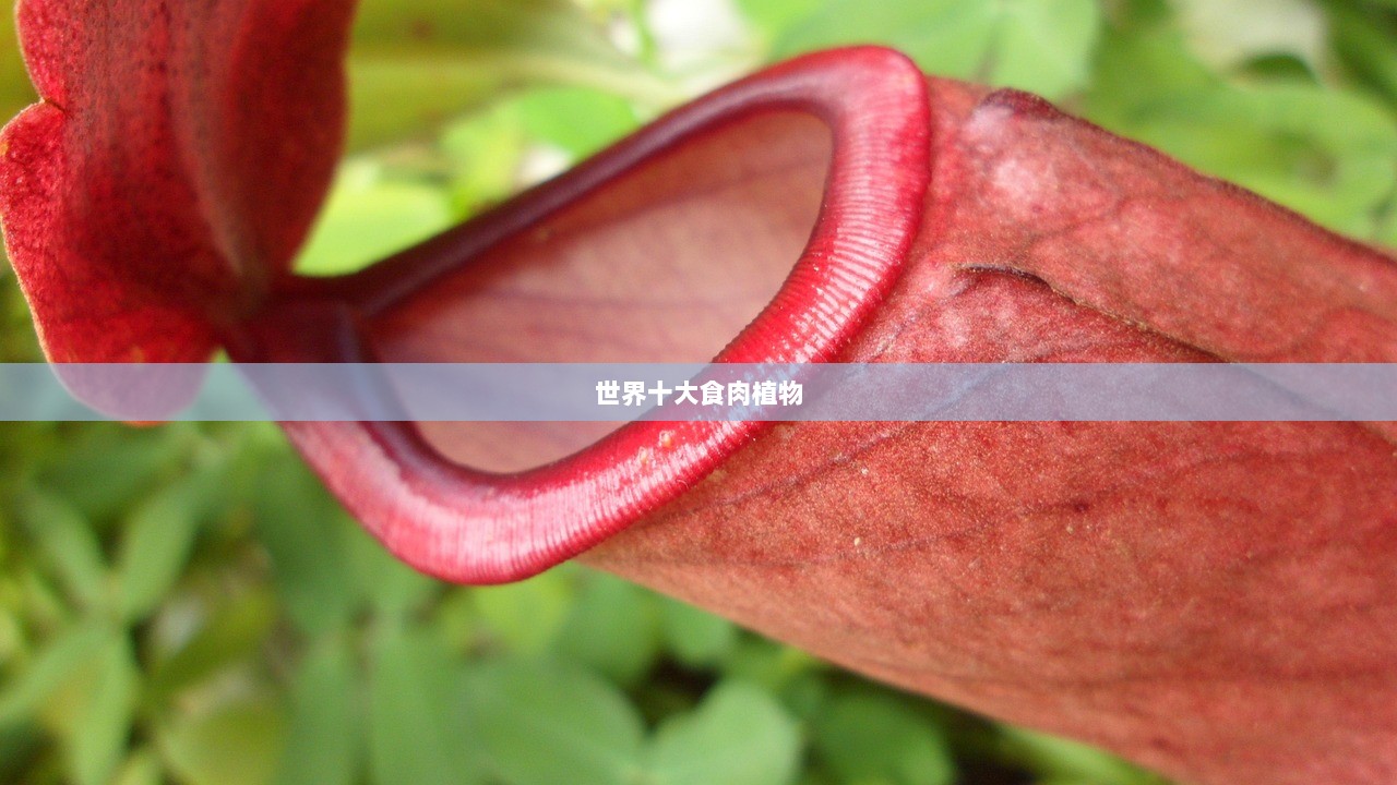 世界十大食肉植物