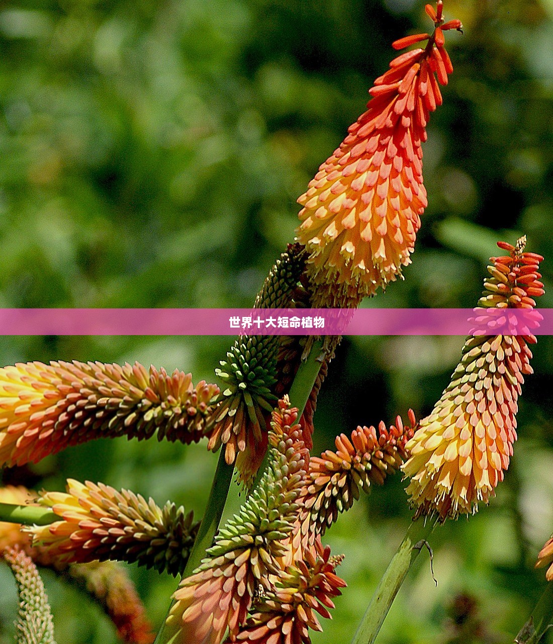 世界十大短命植物