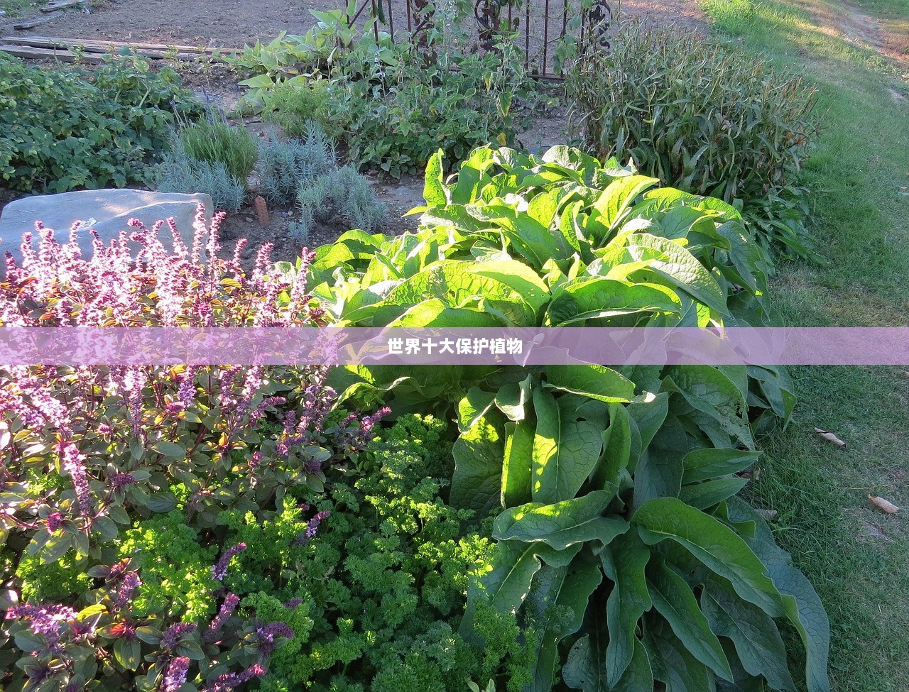 世界十大保护植物