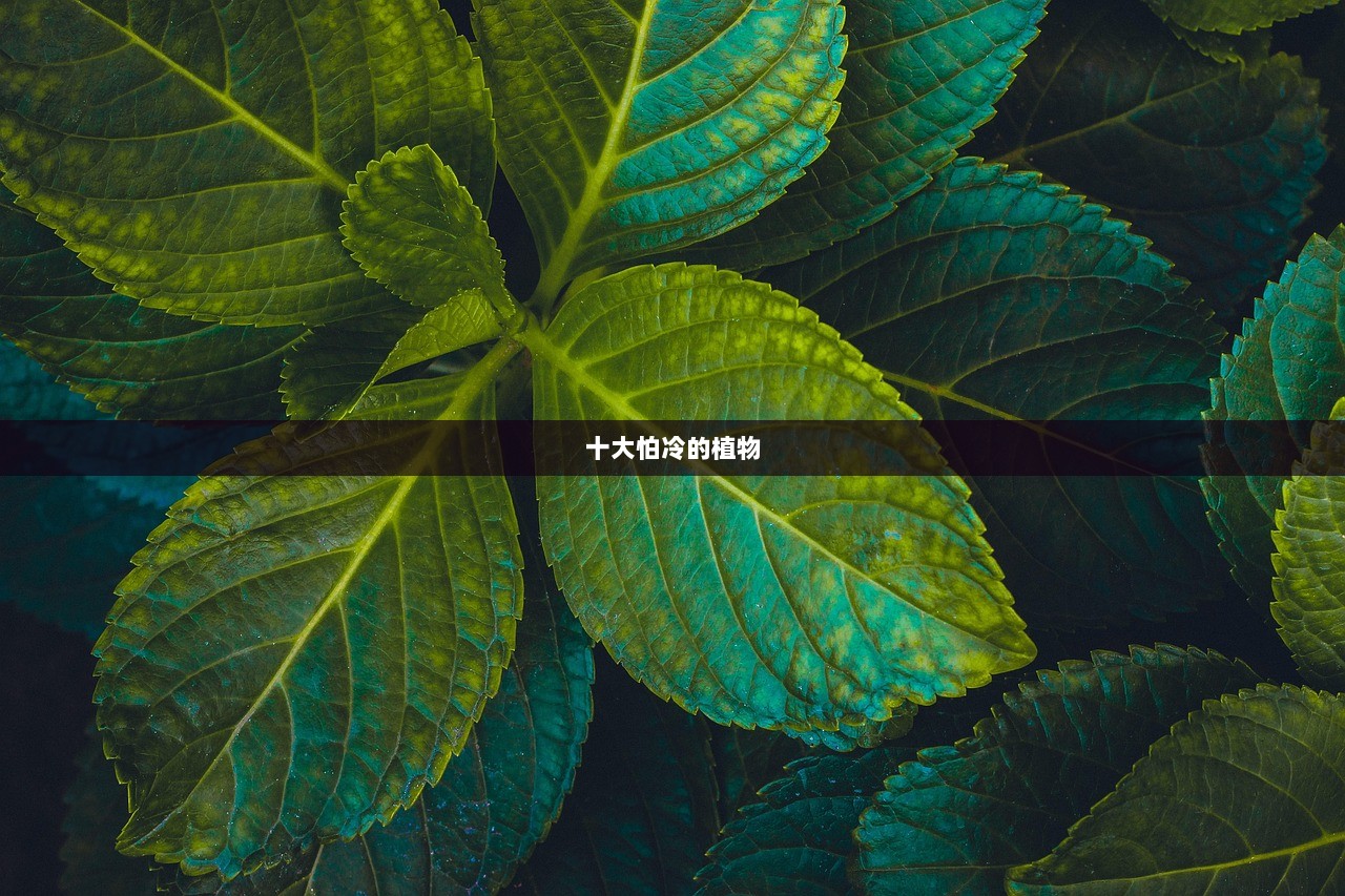十大怕冷的植物