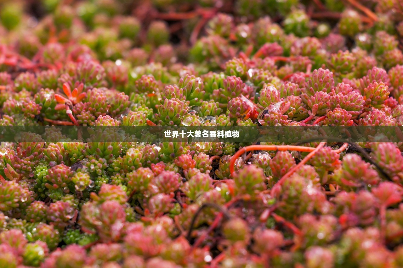 世界十大著名香料植物
