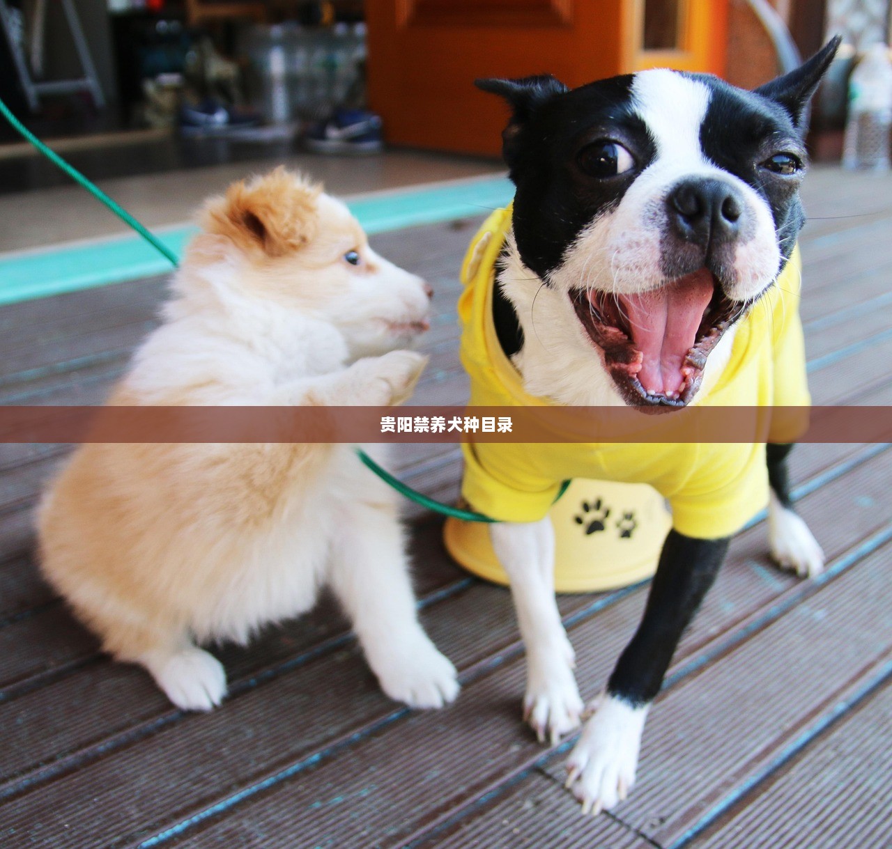 贵阳禁养犬种目录