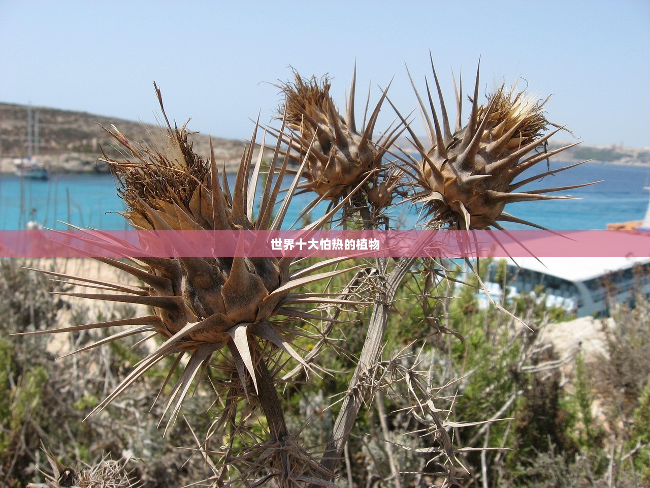 世界十大怕热的植物