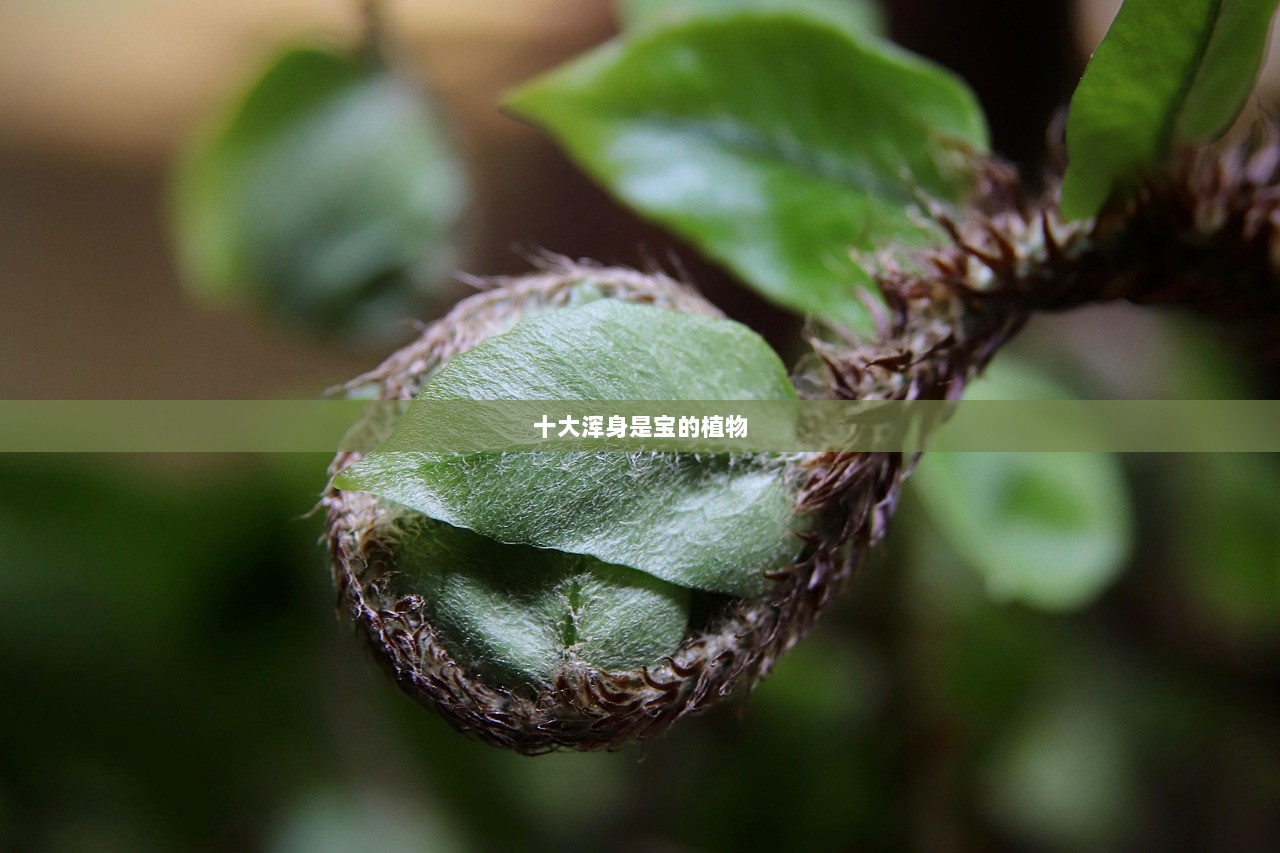 十大浑身是宝的植物