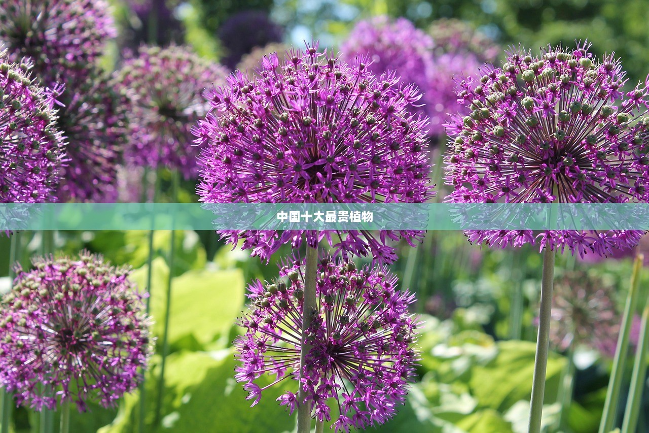 中国十大最贵植物