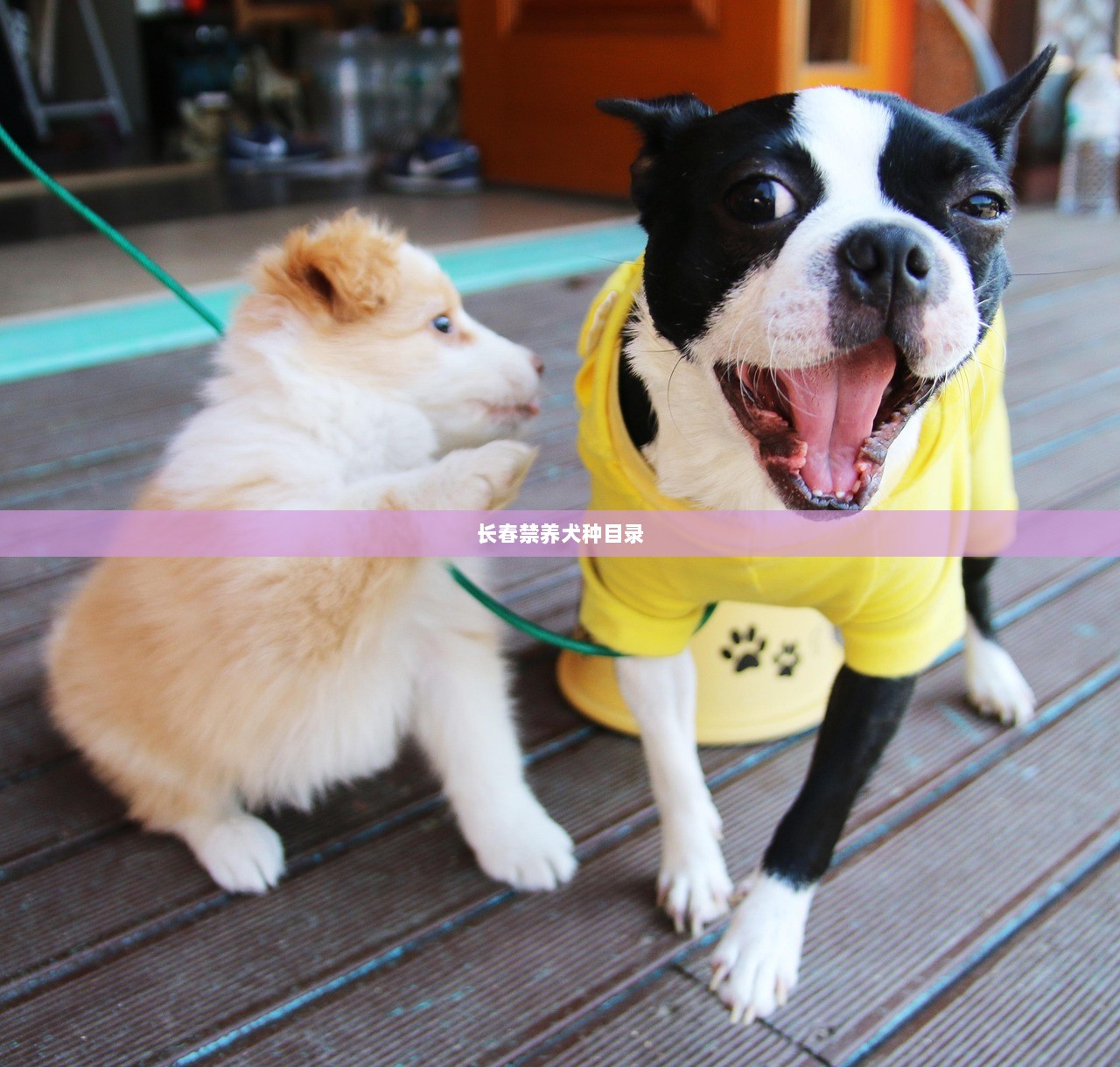 长春禁养犬种目录