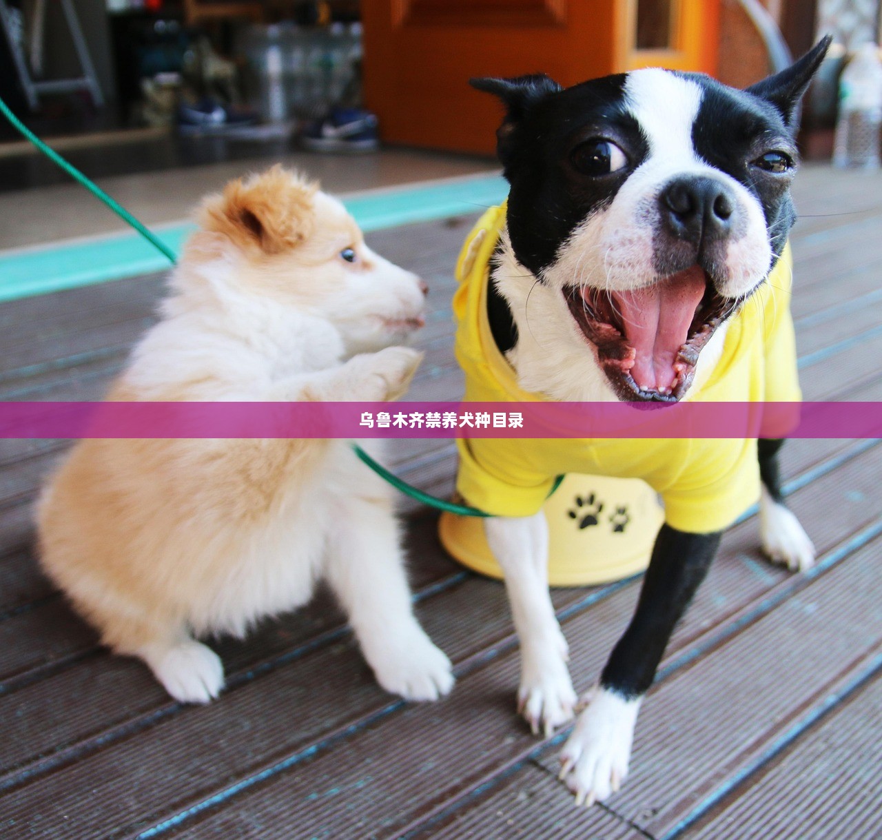 乌鲁木齐禁养犬种目录