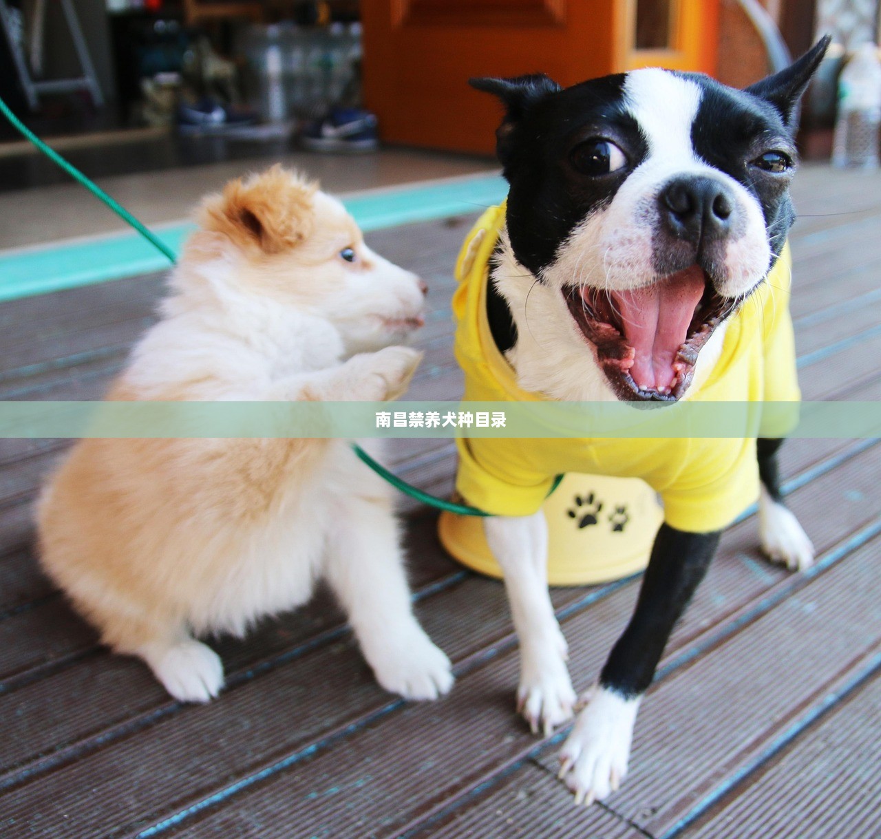 南昌禁养犬种目录