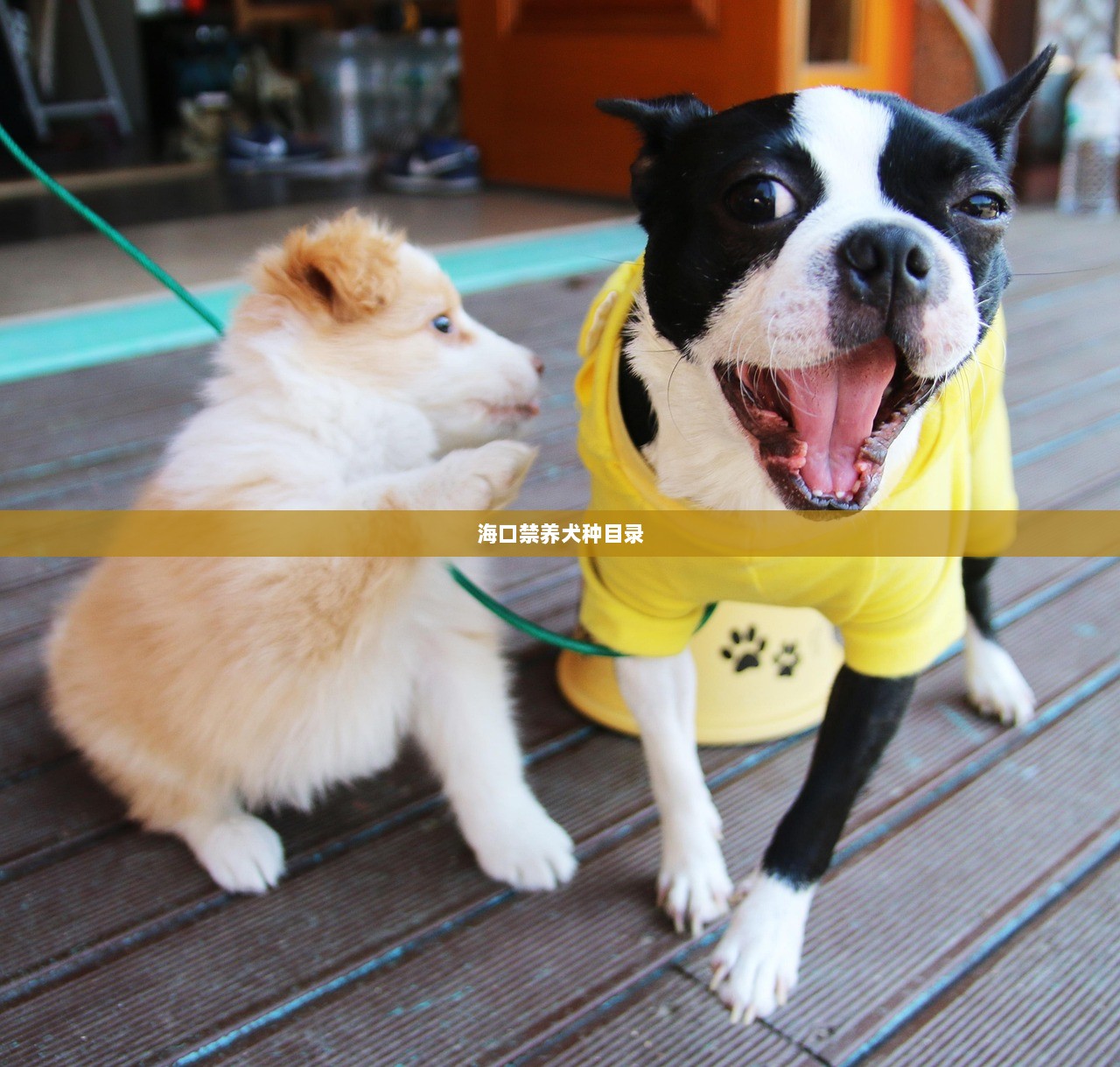 海口禁养犬种目录