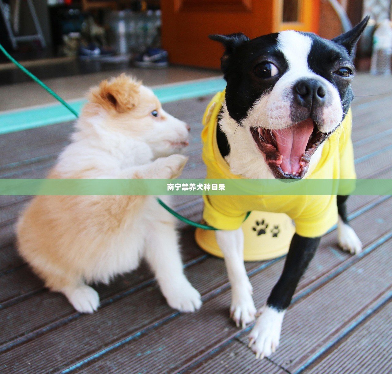 南宁禁养犬种目录