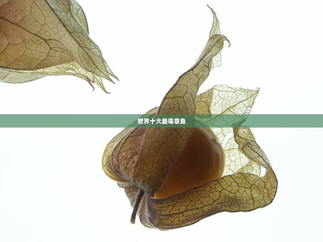 世界十大最毒章鱼