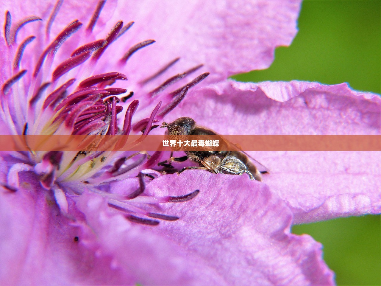 世界十大最毒蝴蝶