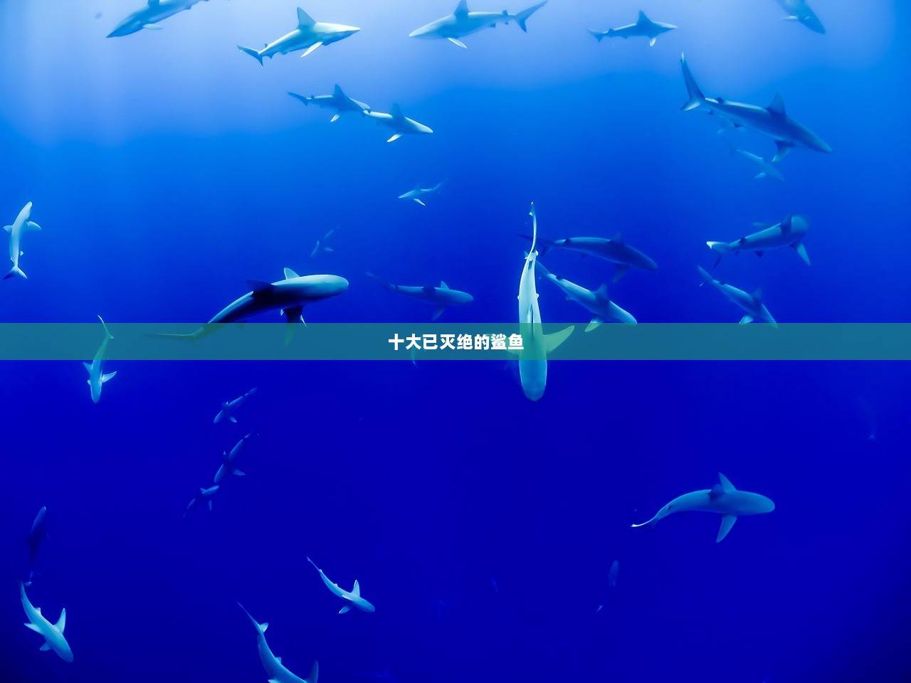 十大已灭绝的鲨鱼