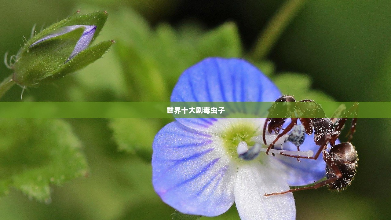 世界十大剧毒虫子