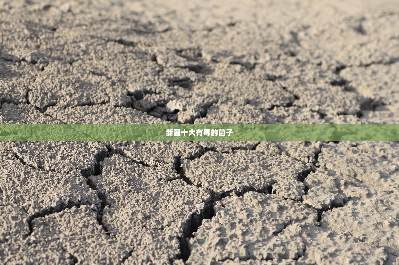 新疆十大有毒的菌子