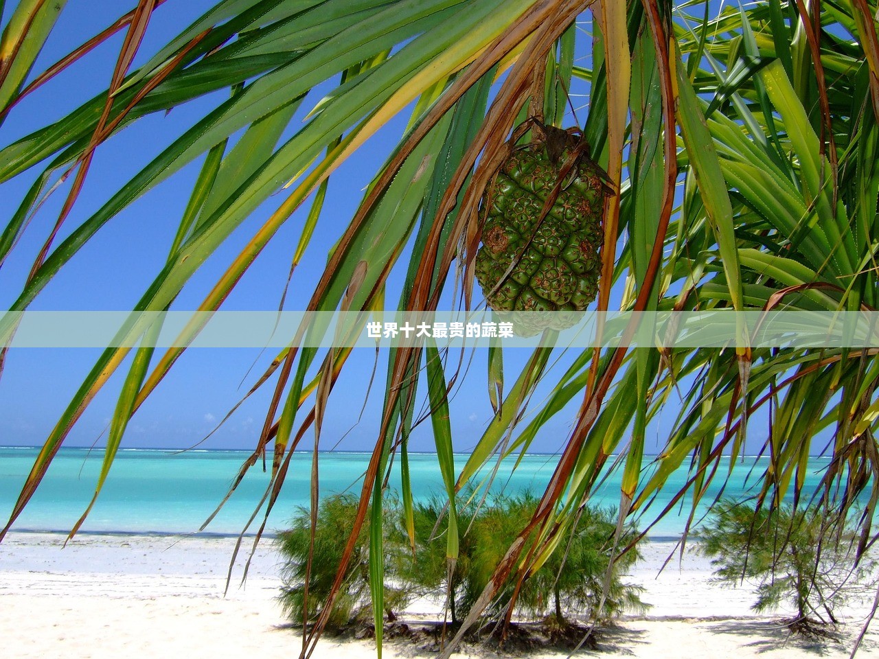 世界十大最贵的蔬菜