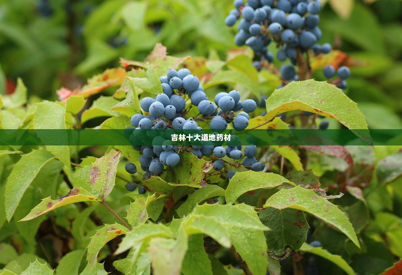 吉林十大道地药材 第1张 吉林十大道地药材 第1张